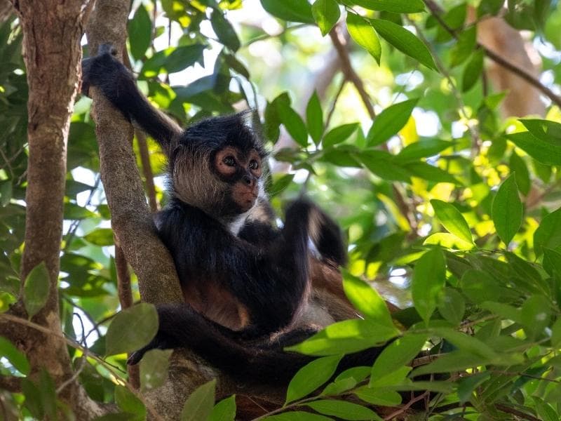 MANU AMAZON RAINFOREST  4 DAYS