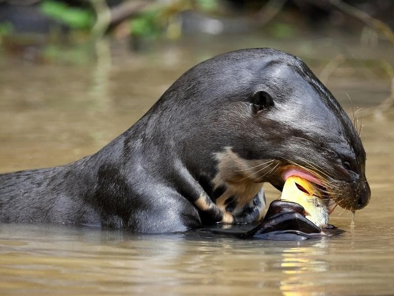 MANU AMAZONAS  RESERVED  ZONE 6 DAYS