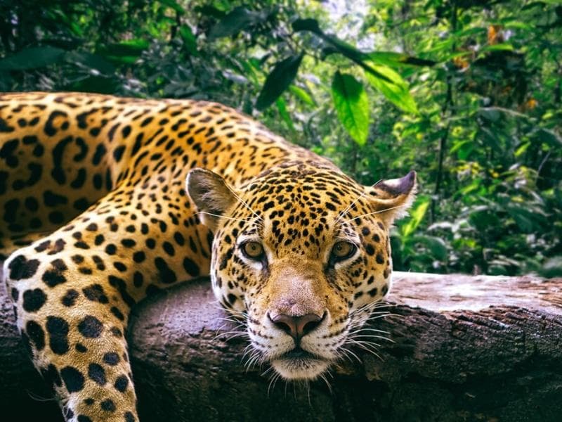 TOUR MANU AMAZON RESERVED ZONE 8 DAYS