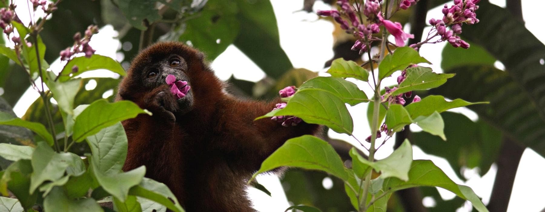 Selva Amazónica de Manu  Zona Reservada 6 Días 1