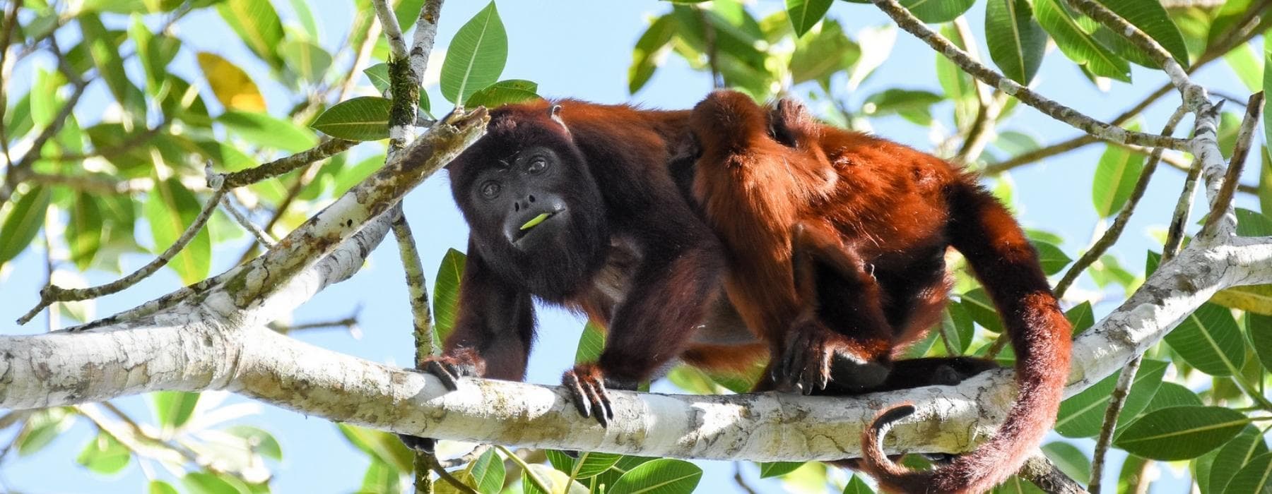 Manu Amazon Rainforest Tours 5 Days 2