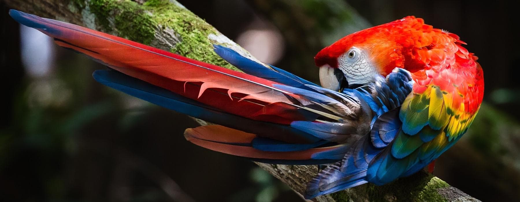 Manu Amazon Rainforest Tours 5 Days 7