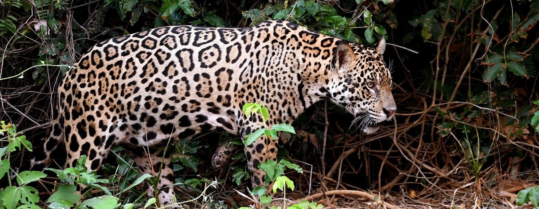 Manu Amazon Rainforest Tours 5 Days 1