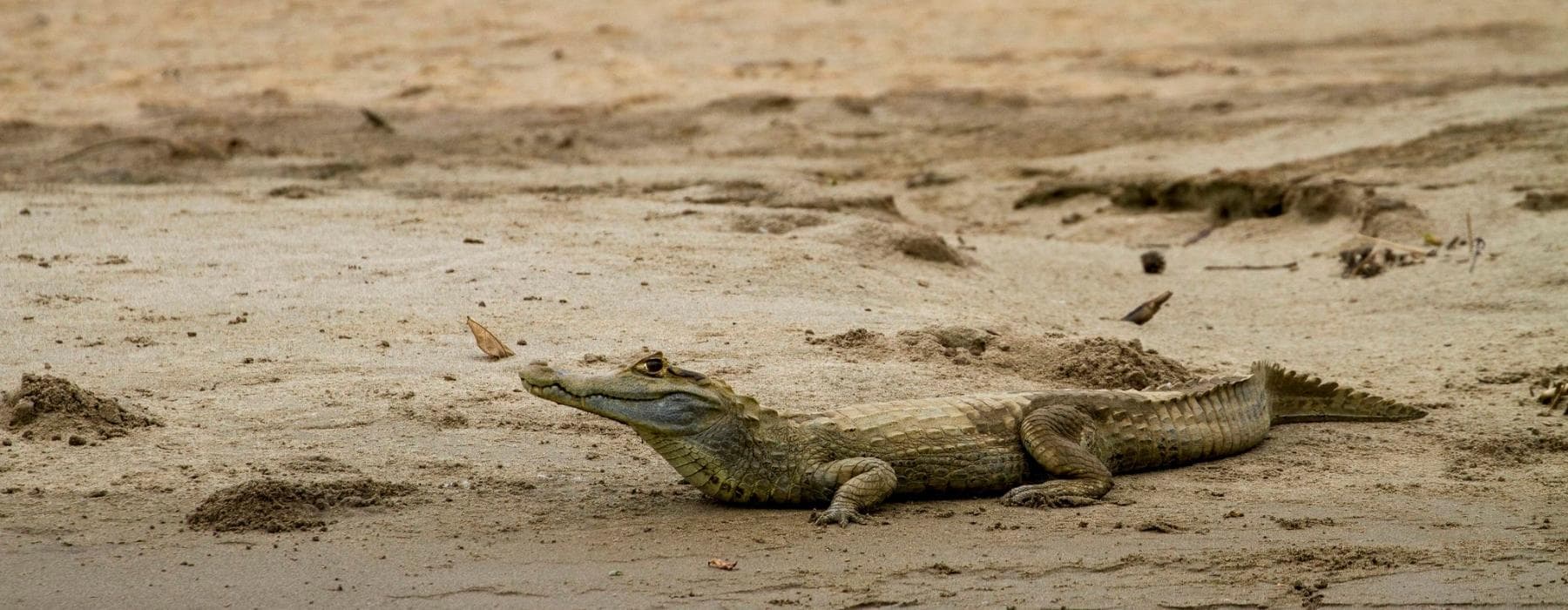 Selva Amazónica de Manu  Zona Reservada 6 Días 5