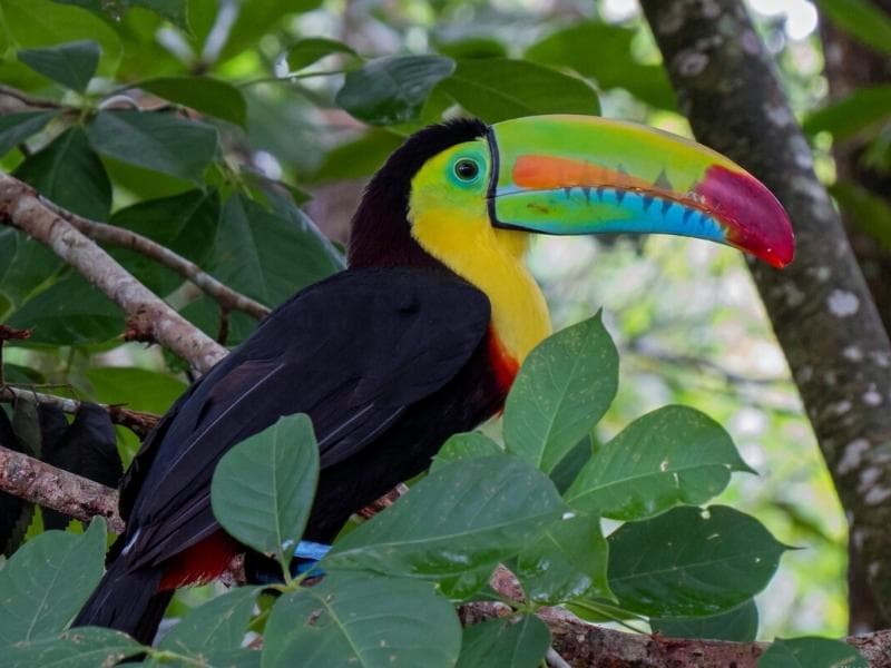 SELVA AMAZONICA DEL MANU: BOCA MANU - LIMONAL - MATSIGUENKA LODGE 