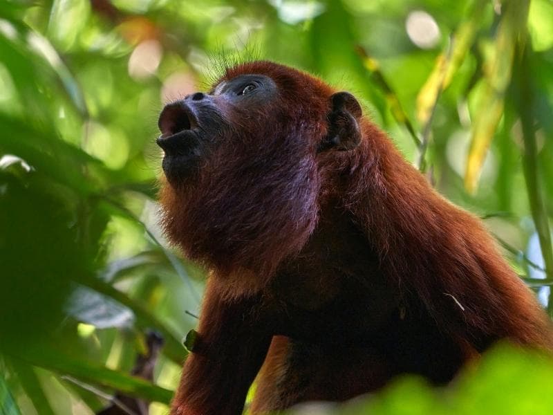 SELVA AMAZONICA DEL MANU: CASA MATSIGUENKA - LAGO OTORONGO