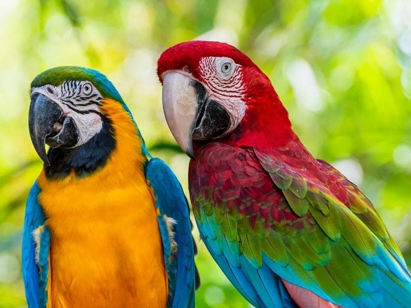 TAMBOPATA AMAZON MACAW CLAY LICK 3 DAY