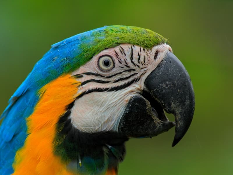 MANU AMAZON TOURS