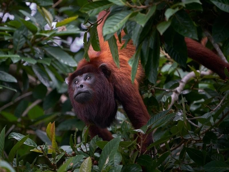 TAMBOPATA JUNGLE:  PUERTO MALDONADO - INKATERRA  HACIENDA CONCEPCION