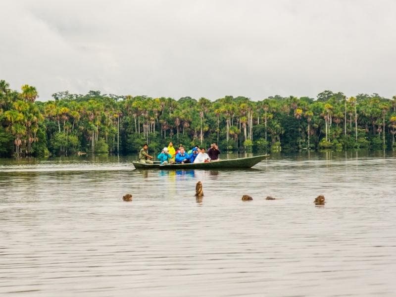 TAMBOPATA JUNGLE: SANDOVAL LAKE - CANOPY WALKWAY 