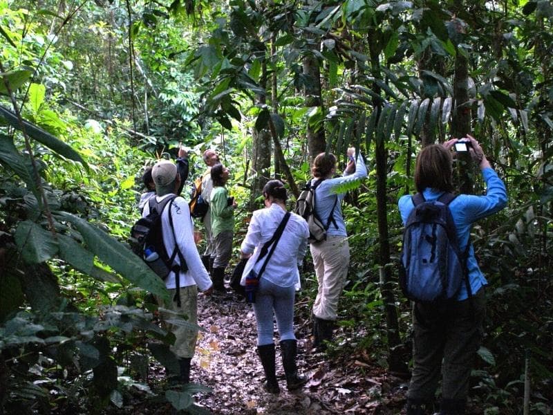 TAMBOPATA JUNGLE: EXPLORING THE AMAZON RAINFOREST 