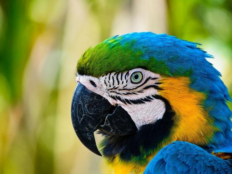 TAMBOPATA JUNGLE: RETURN TO PUERTO MALDONADO - FLIGHT TO LIMA OR CUSCO