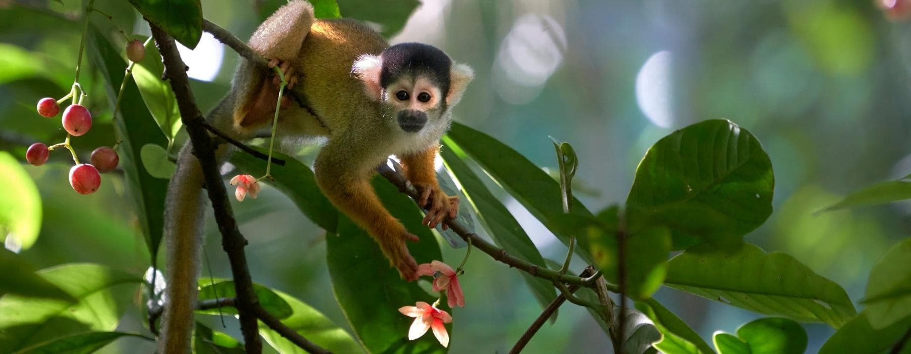 Tambopata Peruvian Amazon Rainforest in 4 Days 2