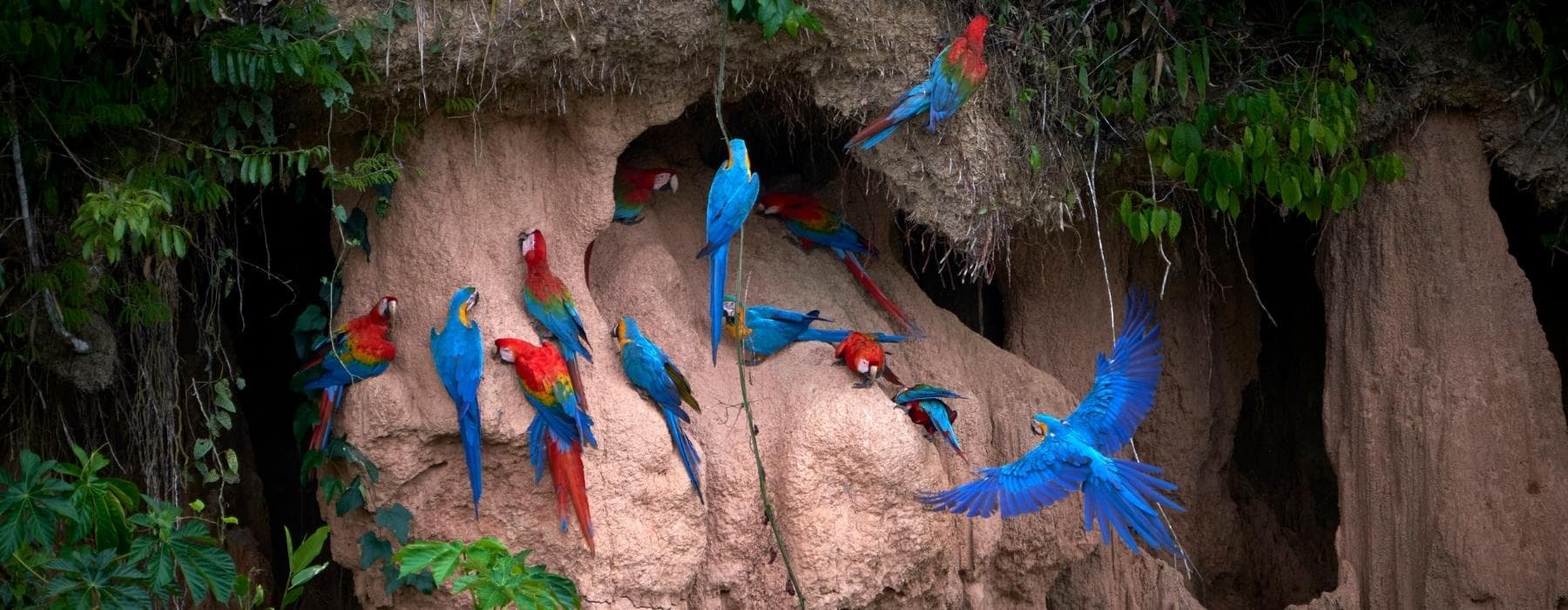 Tambopata Peruvian Amazon Rainforest in 4 Days 5