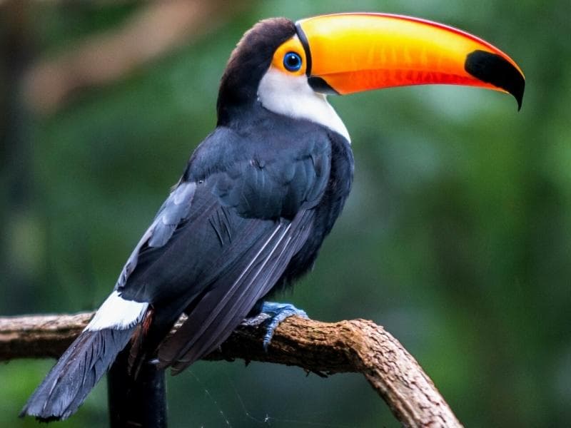LUXURY TAMBOPATA RAINFOREST 3 DAYS