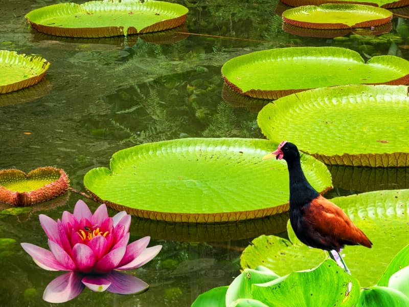 Conociendo las flores de Victoria Regia – Isla Yanamono
