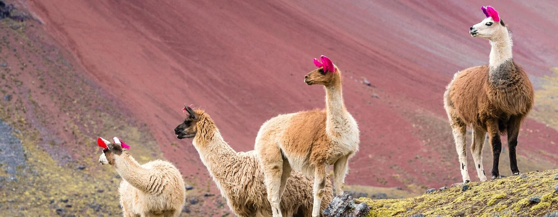 Ausangate Trek & Rainbow Mountain  Adventure 7 Days 2