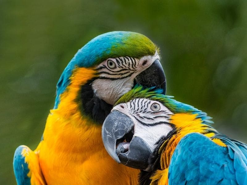 NATIONALRESERVAT TAMBOPATA – SANDOVAL-SEE