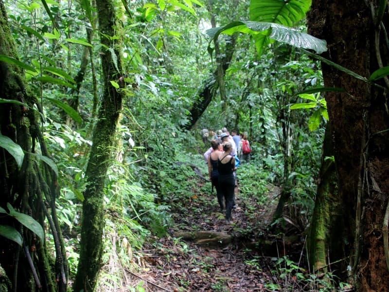  OBSERVATION D'ARAS - RANDONNÉE DANS LA FORÊT AMAZONIENNE