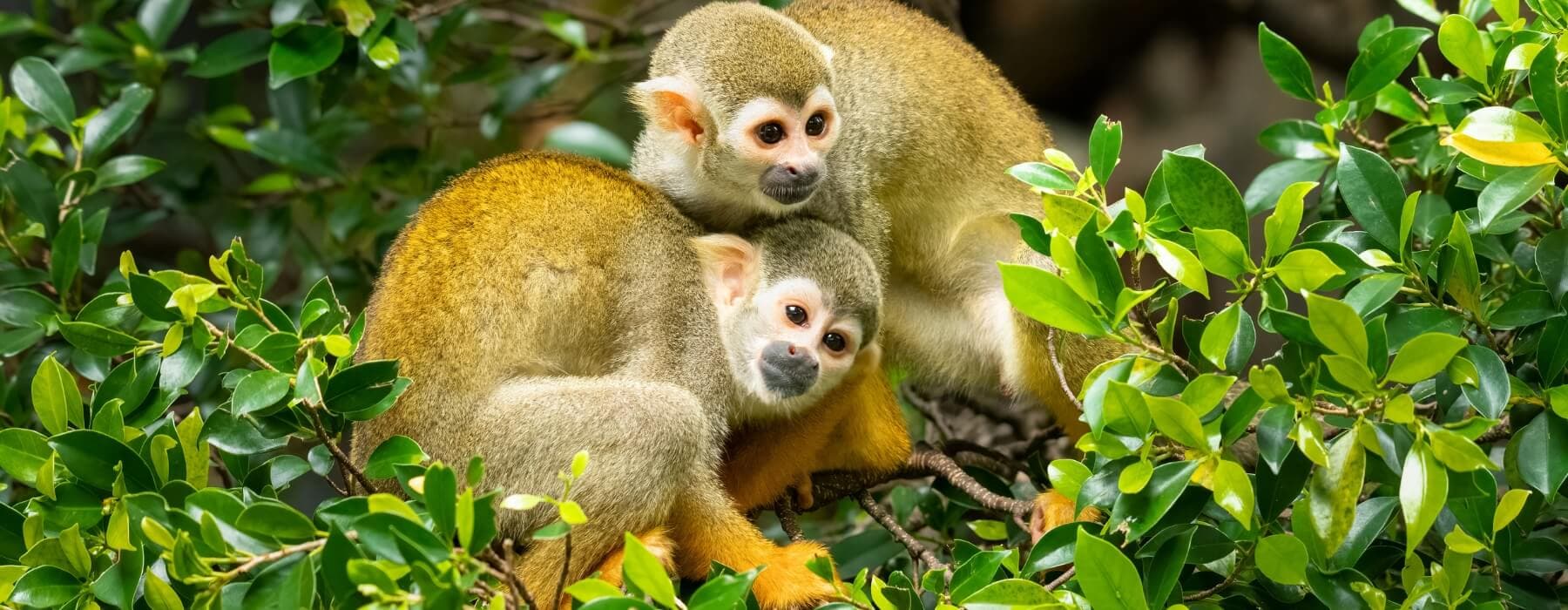 Tour a la Selva Amazonica  de Manu 4 Dias 2