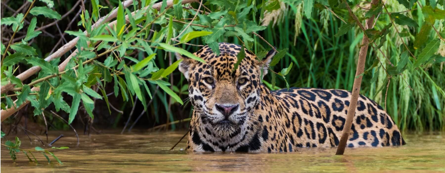  Manu Amazon Regenwald 7 Tage  3