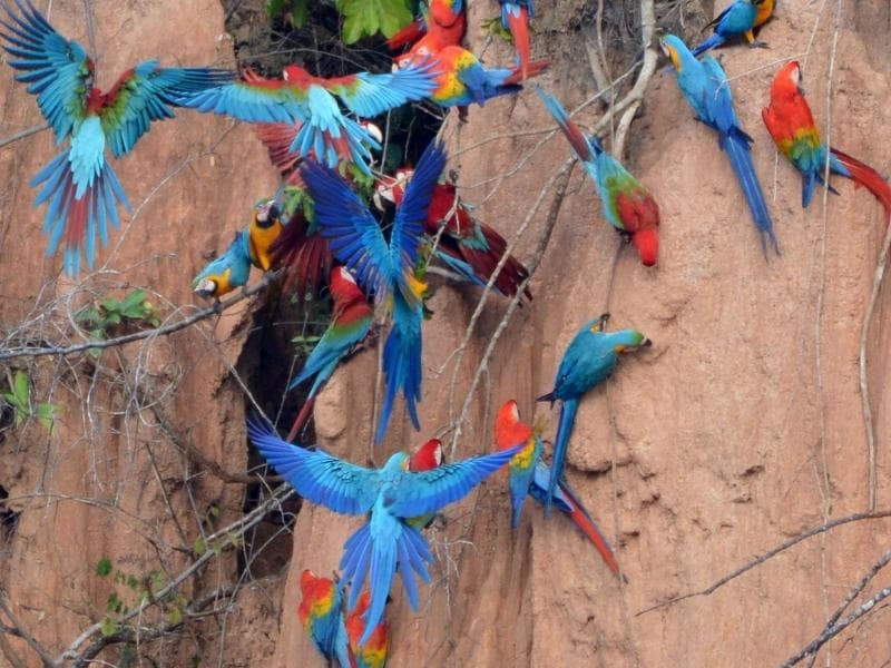 PERU REISE: ARA-LEHMLECKEN - WALKING IN THE AMAZON REGENWALD