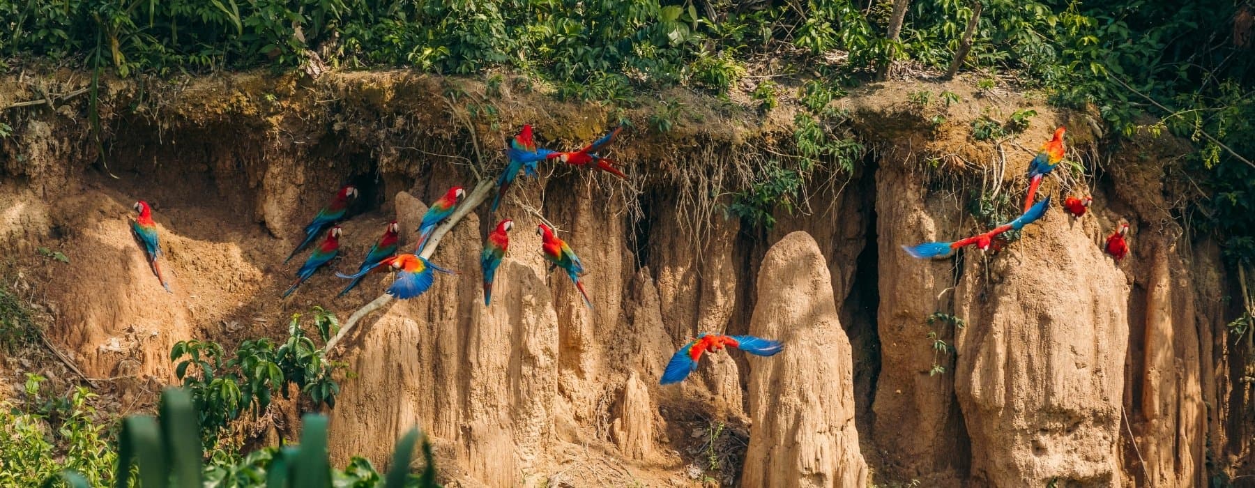 Tambopata Jungle & Chuncho Macaw Clay Lick 4 Days 1