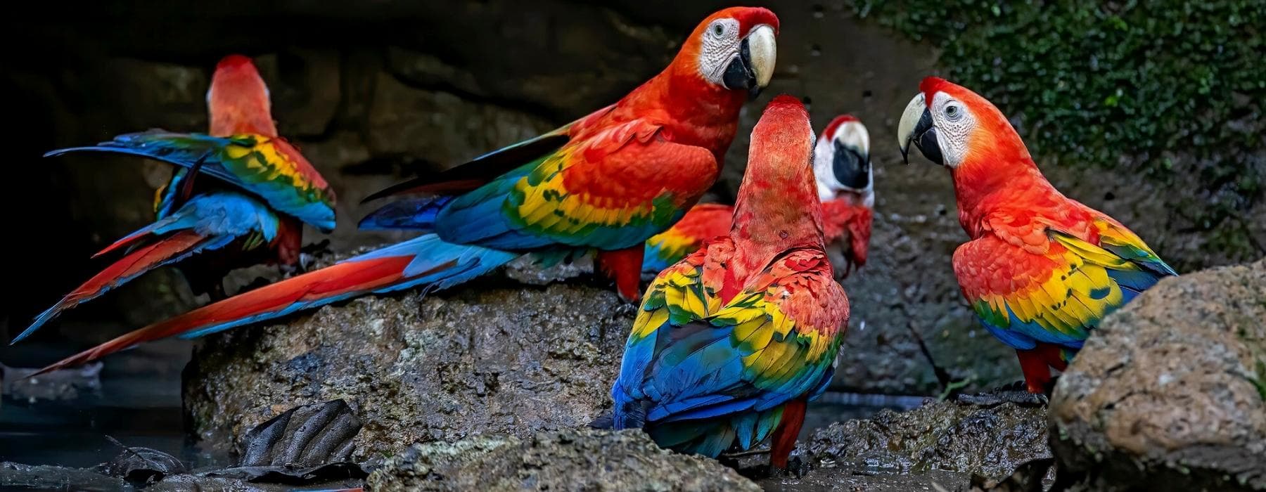 Luxus Tambopata Amazonas Regenwald 3 Tage 3