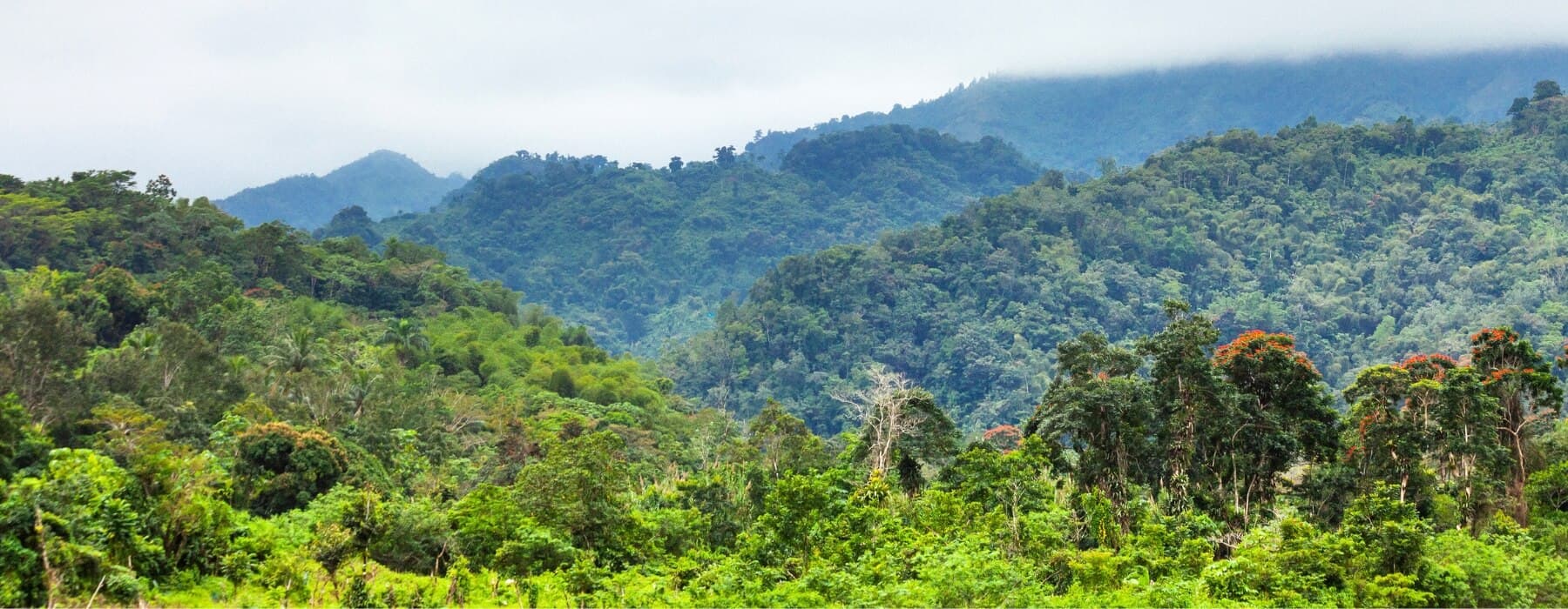 Tour au Forêt Amazonienne du Manu 3 Jours 5