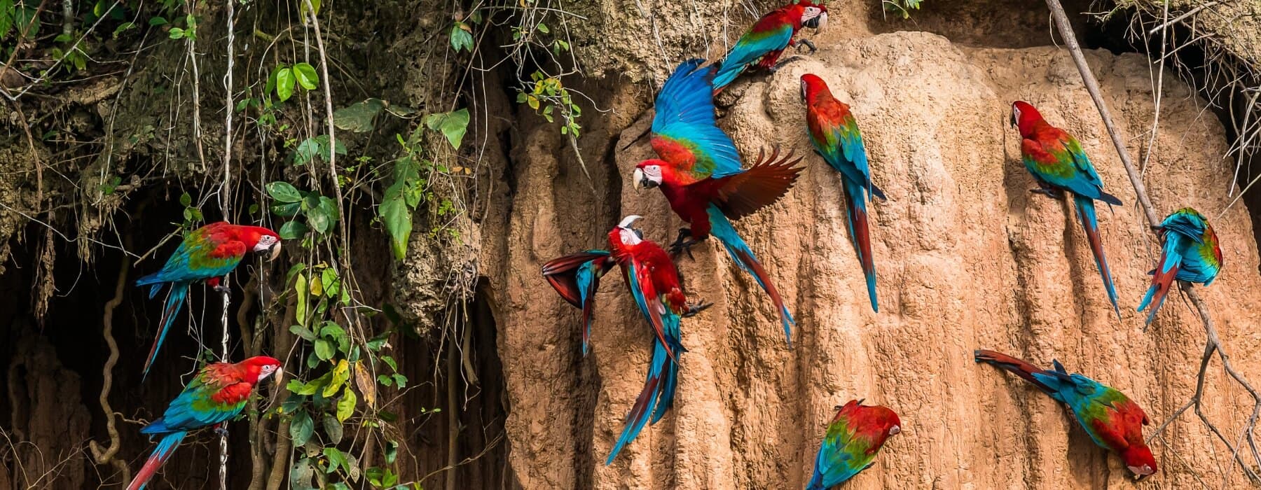 Tour au Forêt Amazonienne du Manu 3 Jours 2