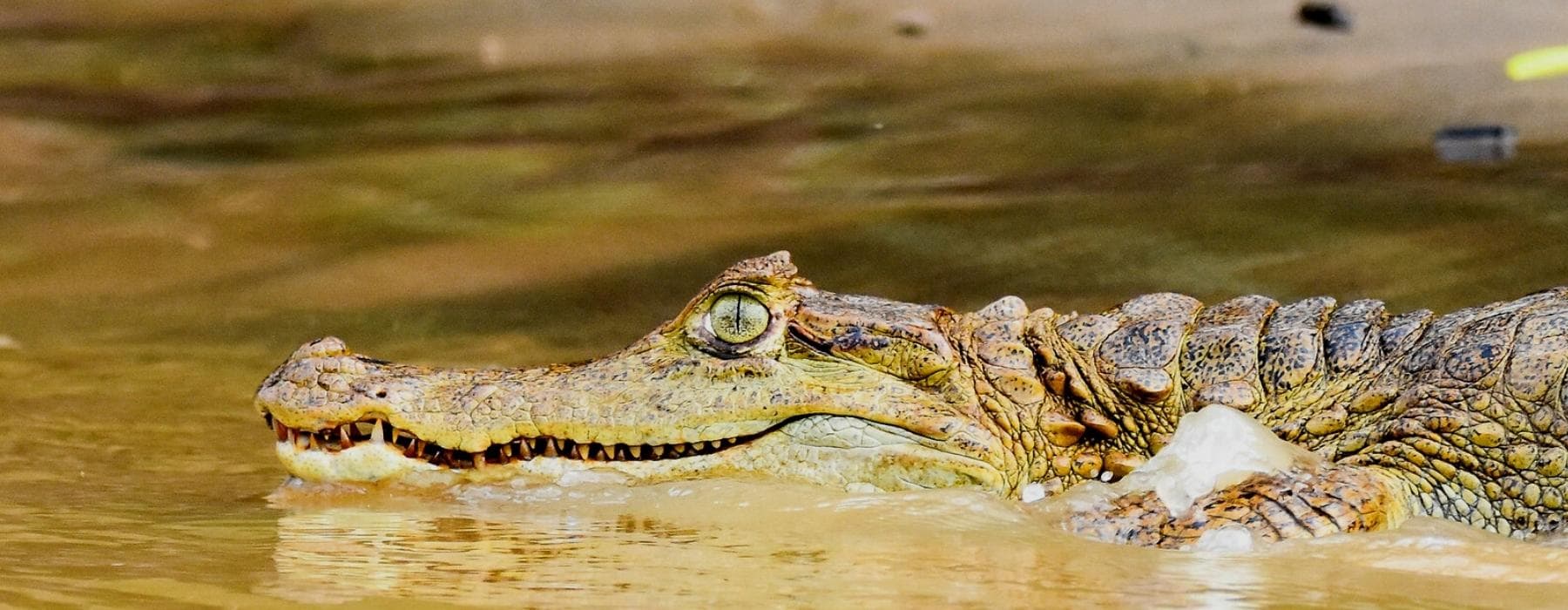 Manu Amazon Regenwald 7 Tage 1
