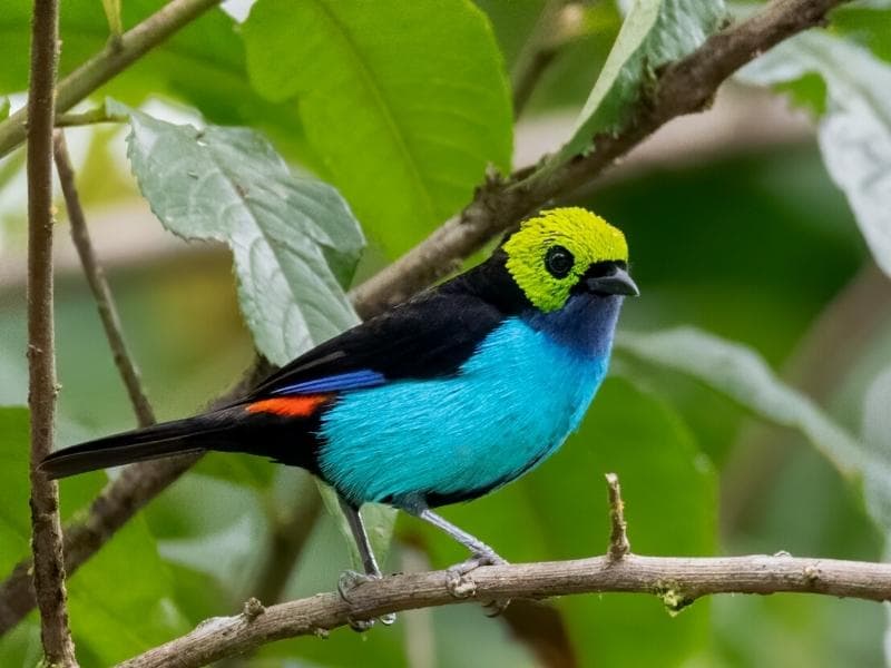 MANU AMAZON RAINFOREST 3 DAYS