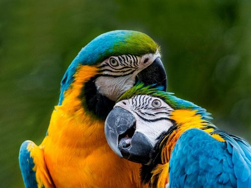 LUXURY PERU, LIMA, CUSCO, TAMBOPATA, MACHU PICCHU 9 DAYS