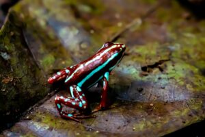 faits interessants sur les grenouilles empoisonnees.