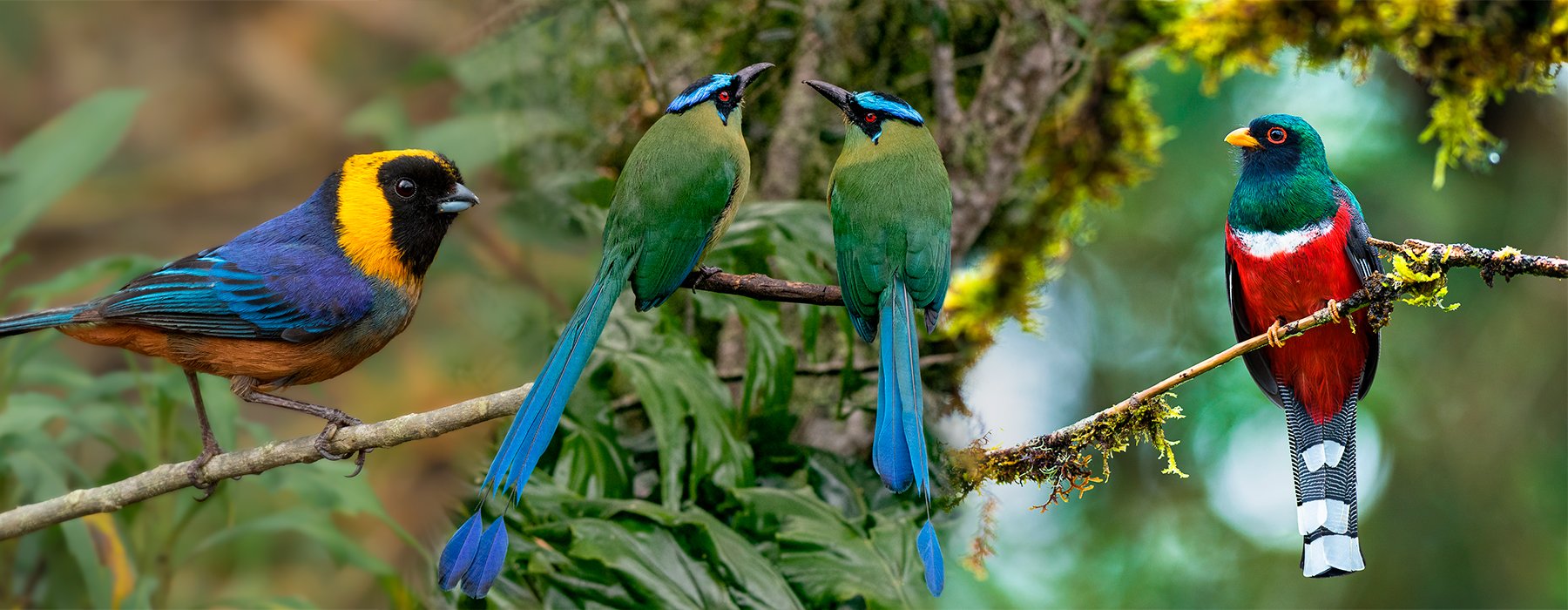 OISEAUX DE MACHU PICCHU PÉROU