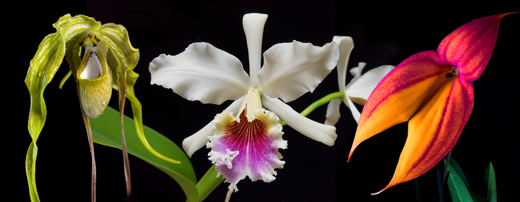 DÉCOUVREZ LES MAGNIFIQUES ORCHIDÉES DU MACHU PICCHU