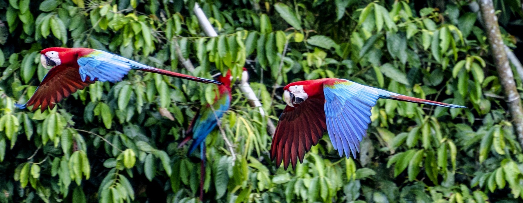 AMAZONAS REGENWALD TOURS FAQs