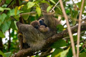 paresseux dans la forêt amazonienne