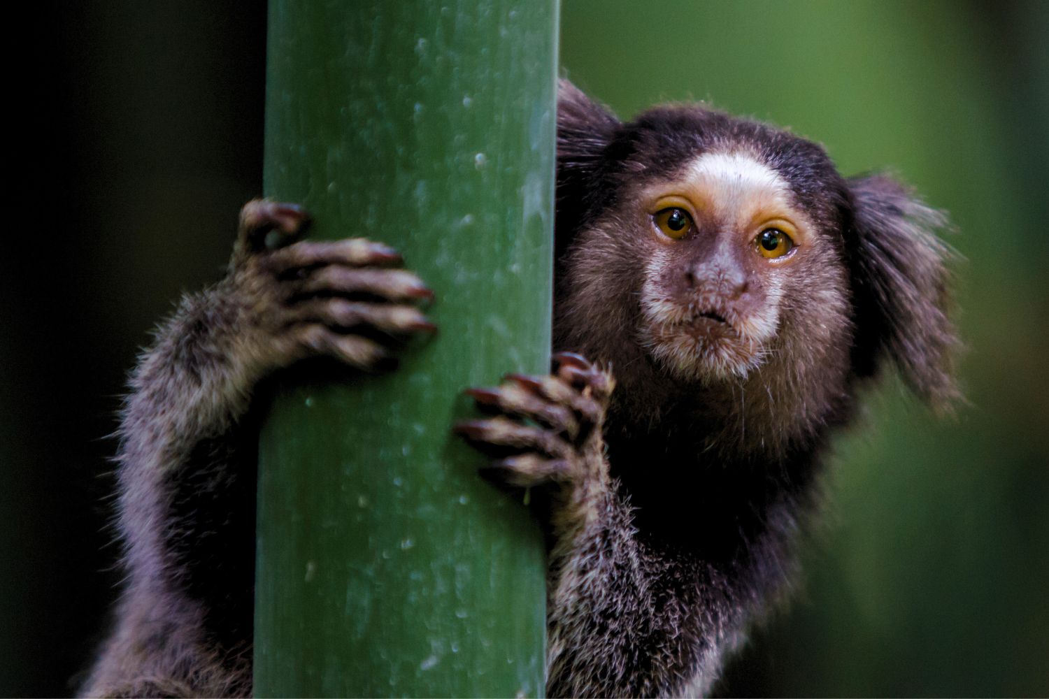 6. Singe Ouistiti