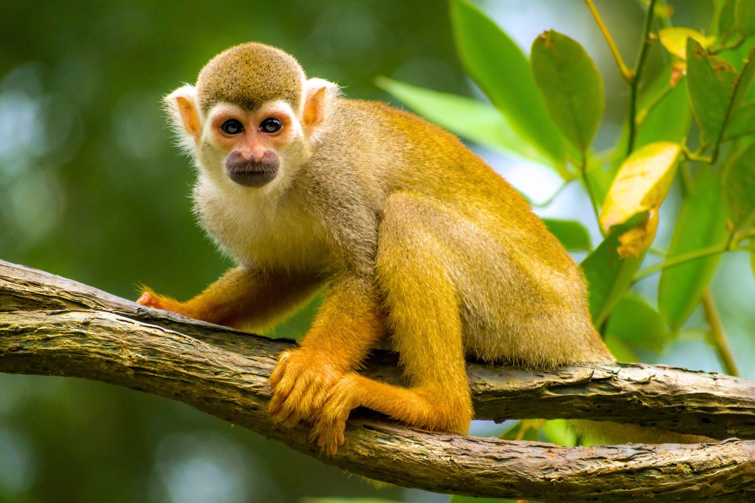 3. Écureuil singe