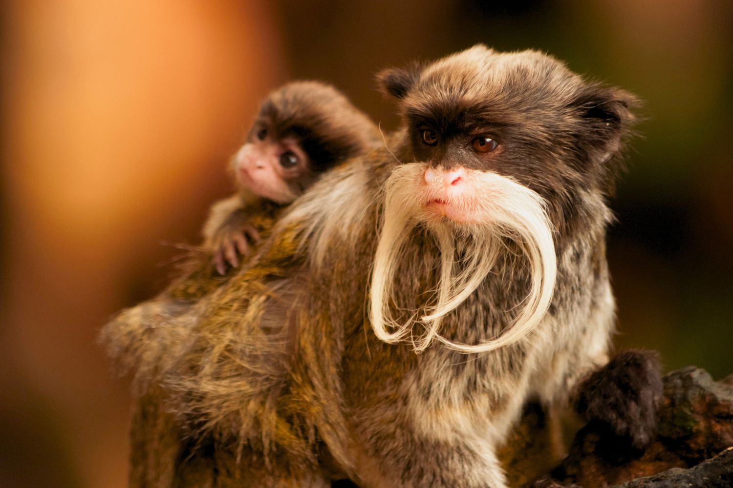 5. Singe Tamarin