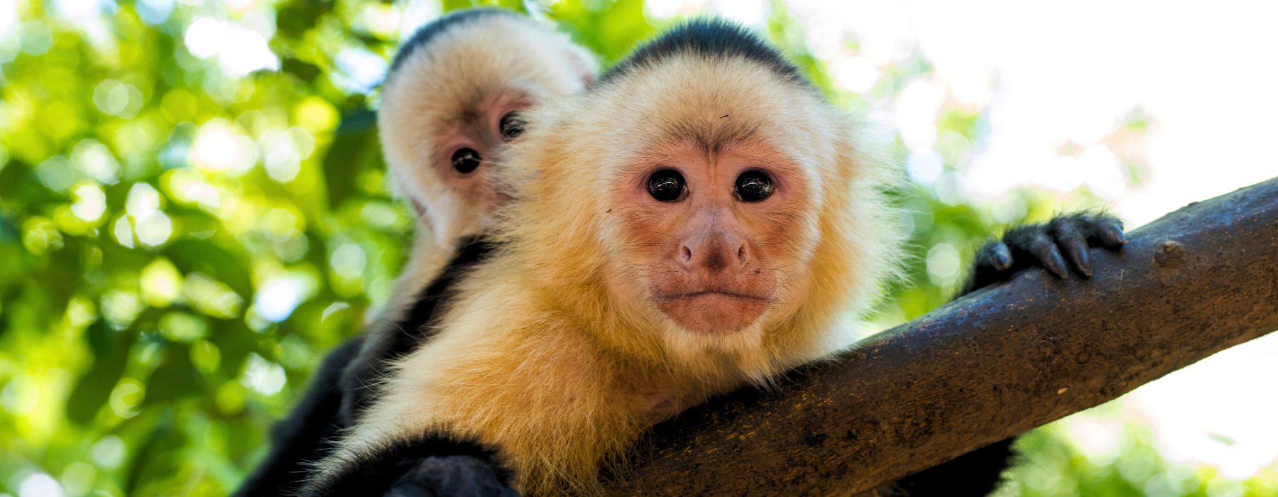 6 MEILLEURS SINGES DE LA FORÊT AMAZONIENNE À OBSERVER