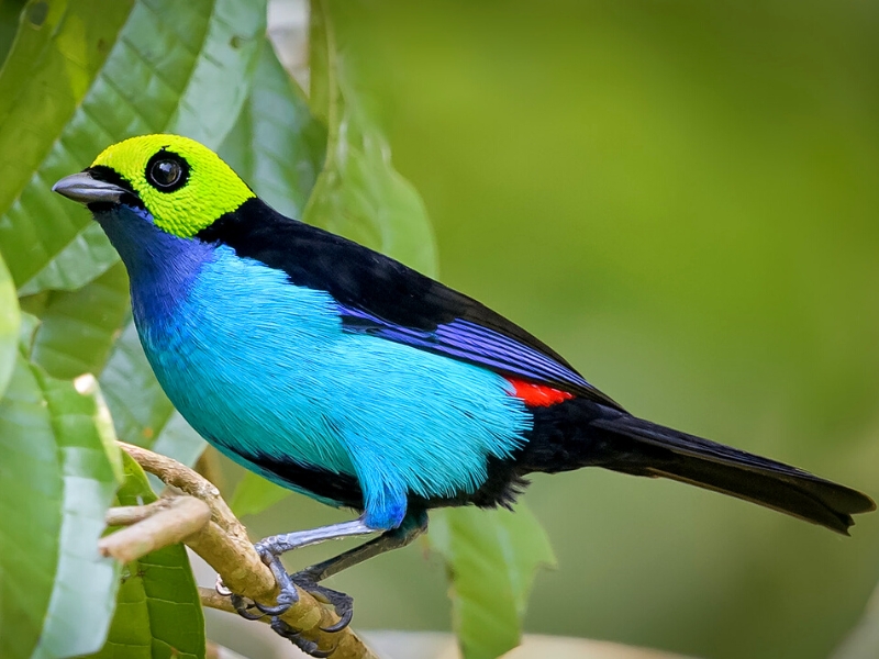 Faune étonnante
