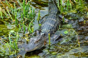 Amazon Caiman Facts