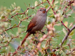 birds on the inca trail to machu picchu by andean great treks