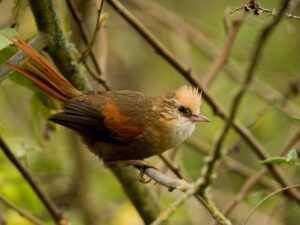 birds on the inca trail to machu picchu by andean great treks