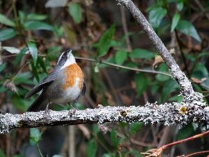 birds on the inca trail to machu picchu by andean great treks
