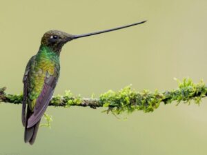 birds on the inca trail to machu picchu by andean great treks