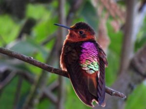 birds on the inca trail to machu picchu by andean great treks