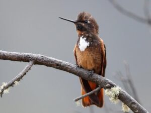 birds on the inca trail to machu picchu by andean great treks